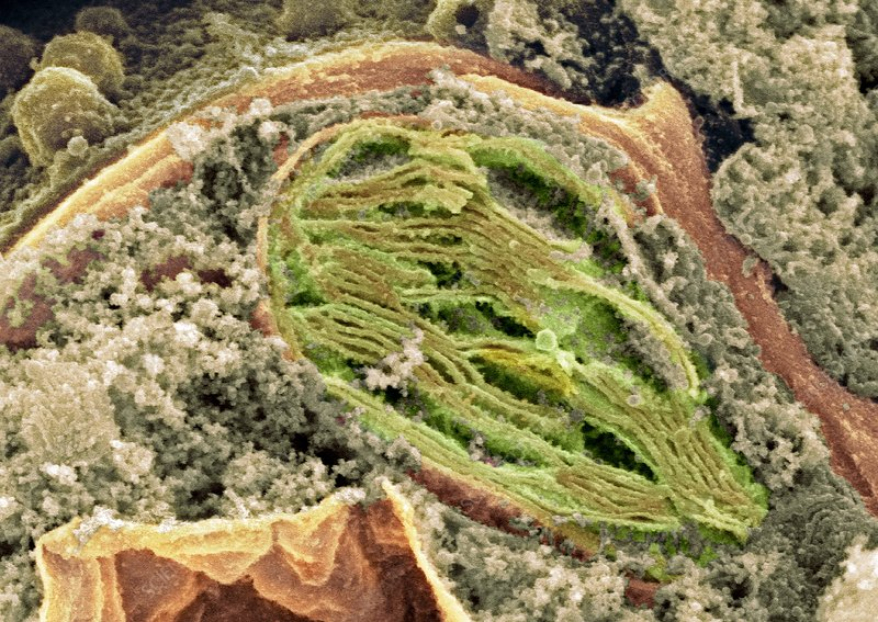 SEM micrograph of a chloroplast (<em>Science Photo Library, David Furness</em>)