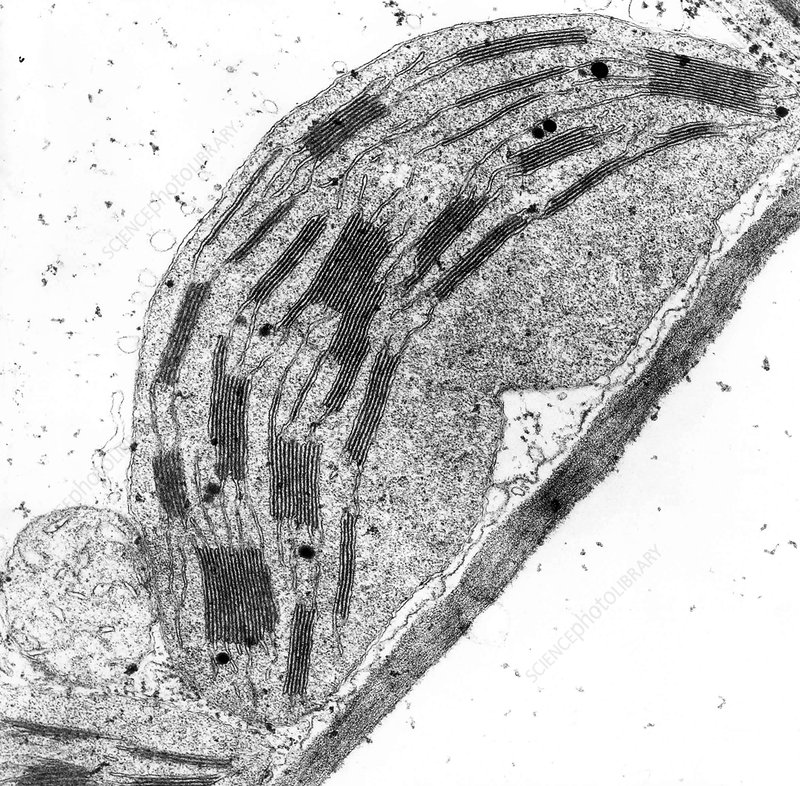 TEM micrograph of a chloroplast (<strong><strong><strong><strong><strong>Science Photo Library, Christiane Tuquet)</strong></strong></strong></strong></strong>